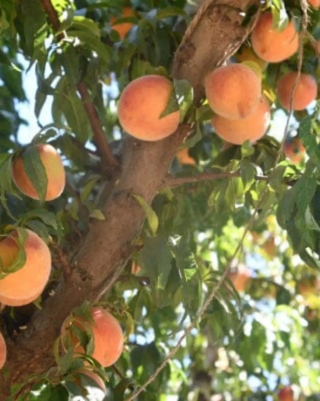 Suncrest Peach #5-Super (Lovell) 1