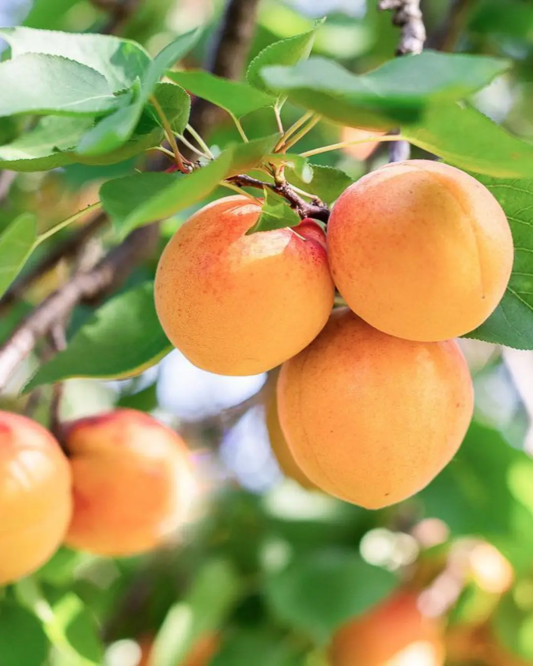 Blenheim Apricot #5-Super (Myro 29C) 1