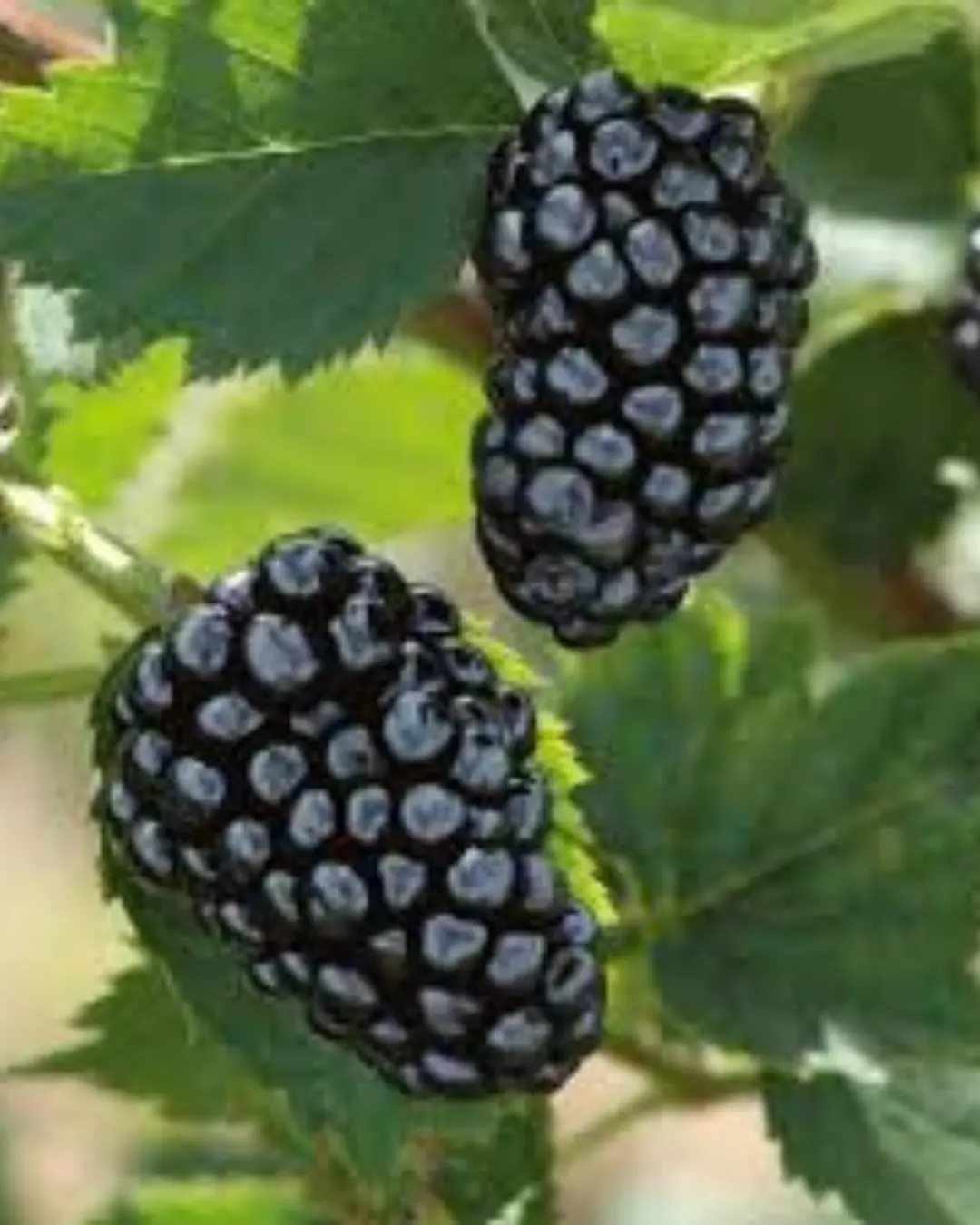 Fruit - Blackberry - Natchez 1