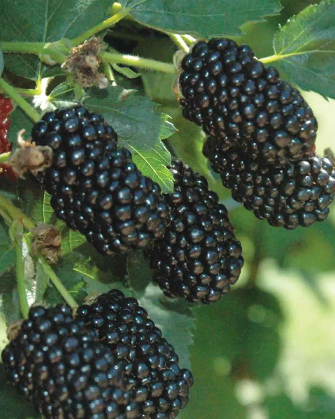 Fruit - Blackberry - Prime-Ark® Freedom 1