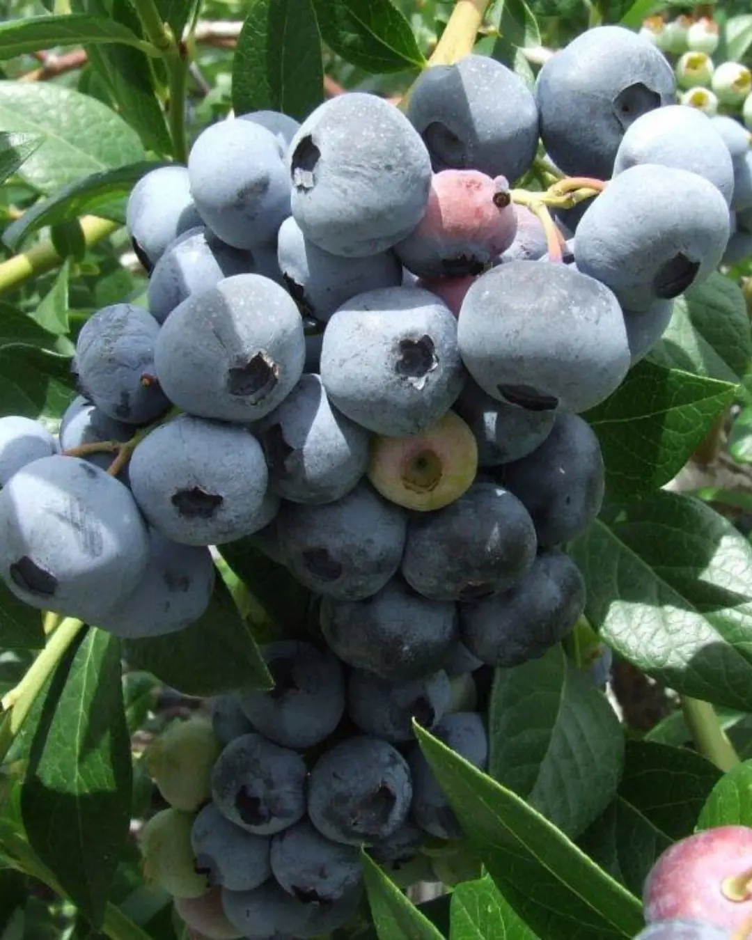 Fruit - Blueberry - 'Bonus' 1