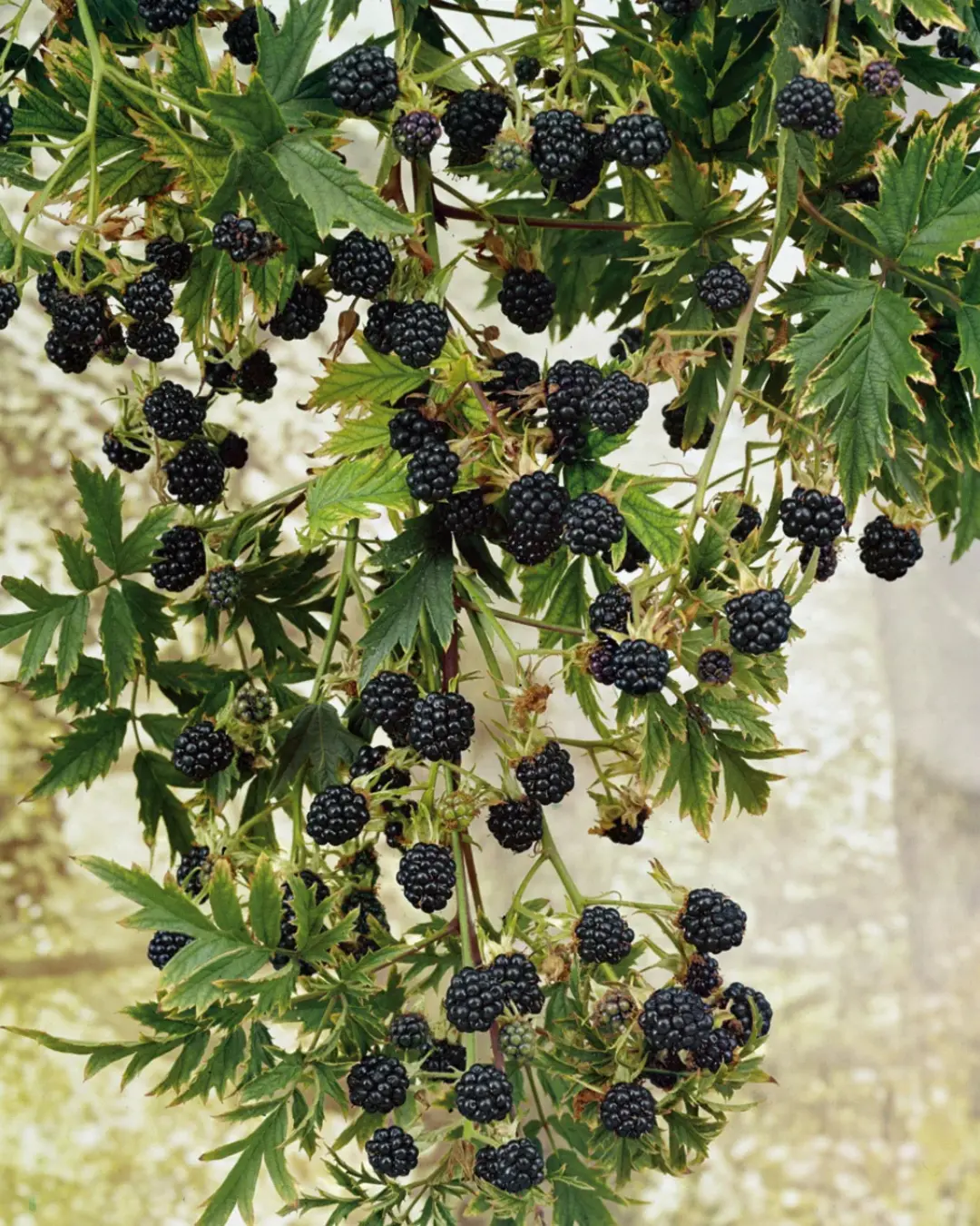 Fruit - Blackberry - Arapaho 1