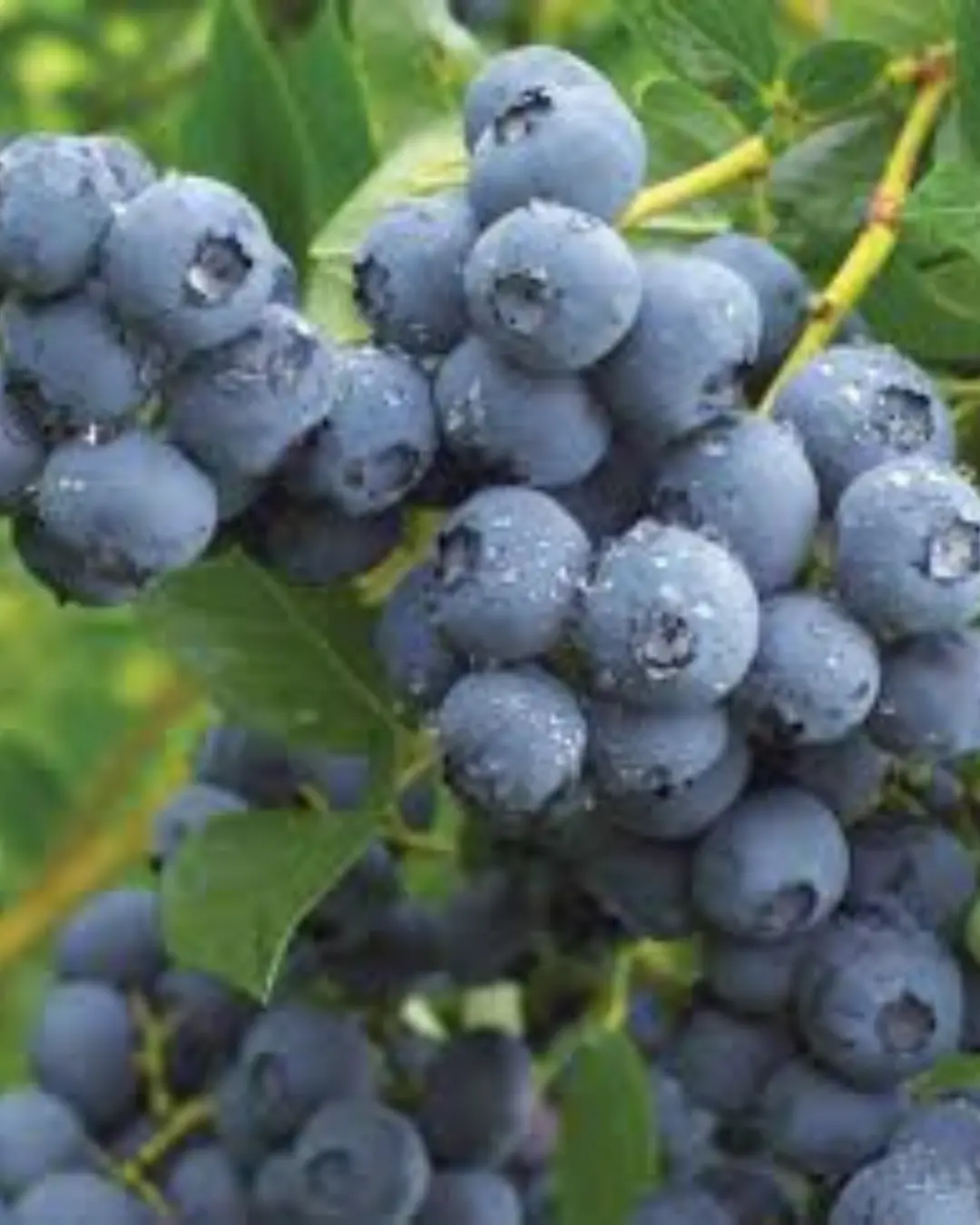 Fruit - Blueberry - 'Duke' 1