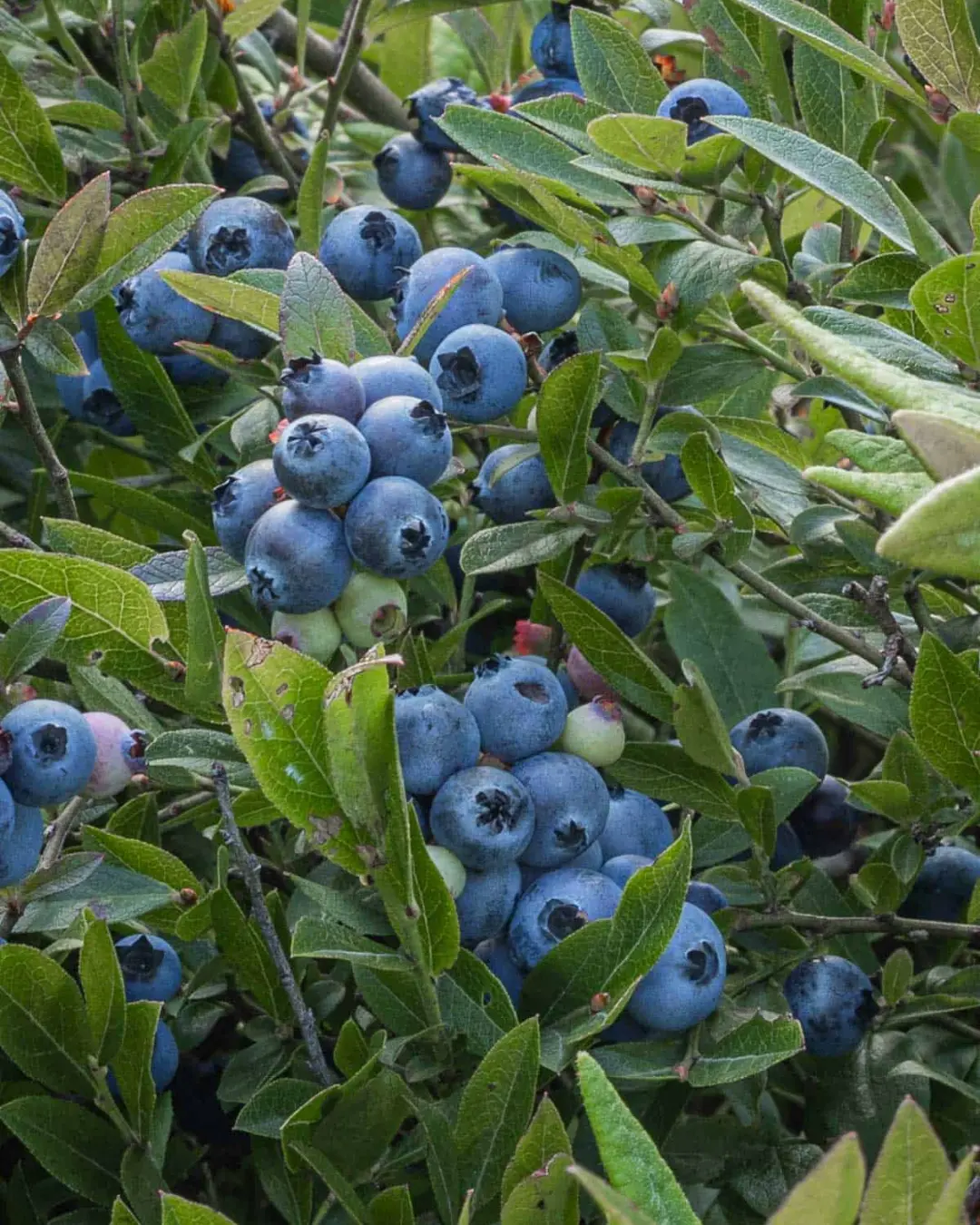 Fruit - Blueberry - Mainely Wild™ 1