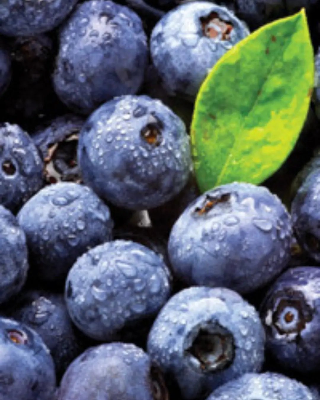 Fruit - Blueberry - Perfect For Pie 1