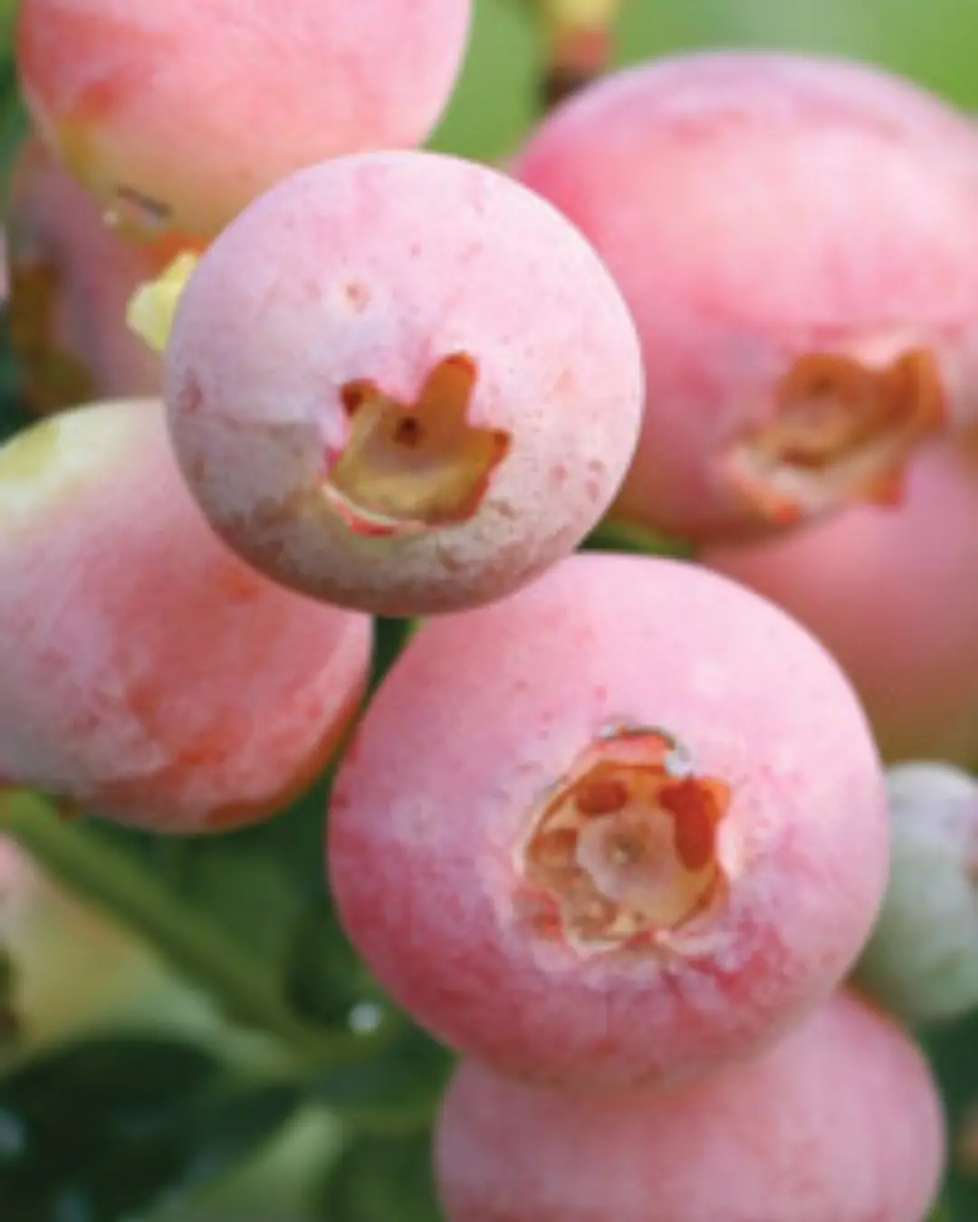 Fruit - Blueberry - Pink Lemonade 1