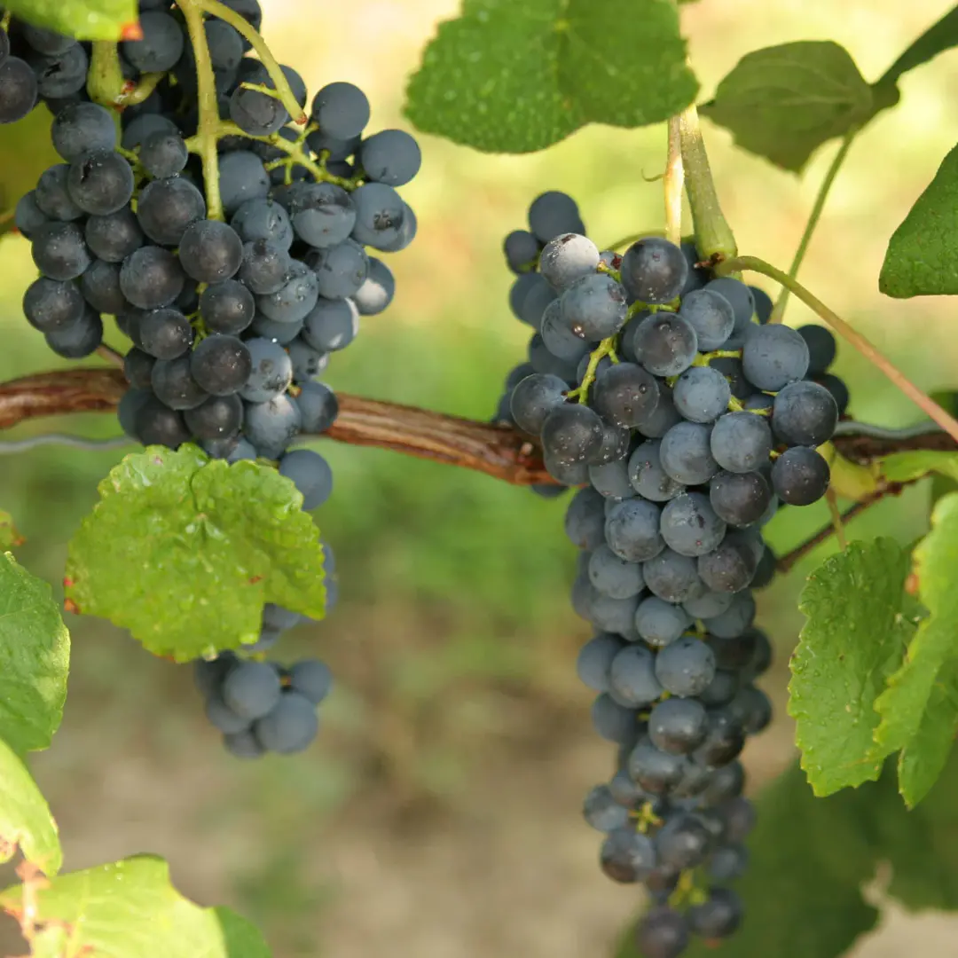 Fruit - Grape 'Glenora' (Blue Seedless) 1