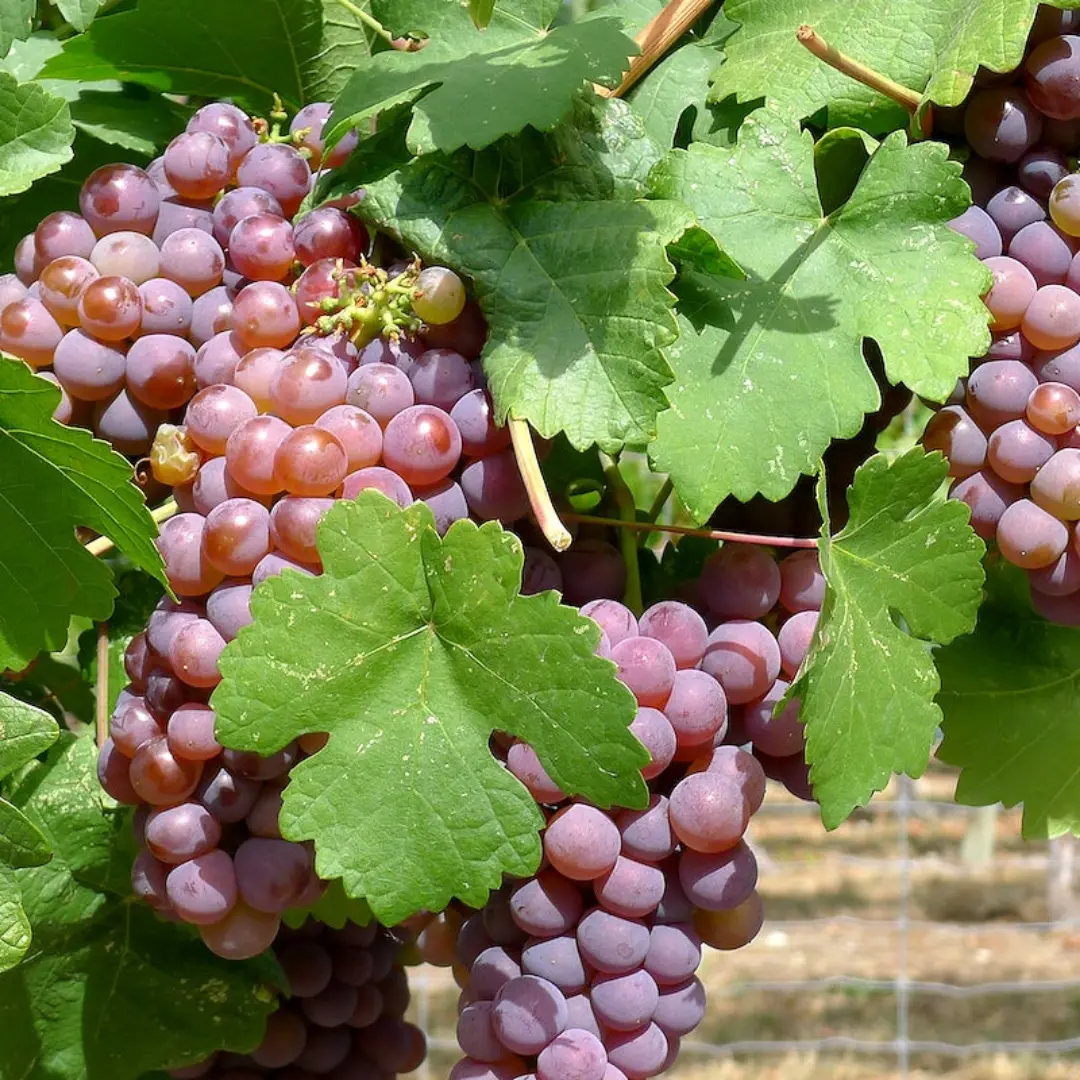 Fruit - Grape 'Vanessa' (Red Seedless) 1
