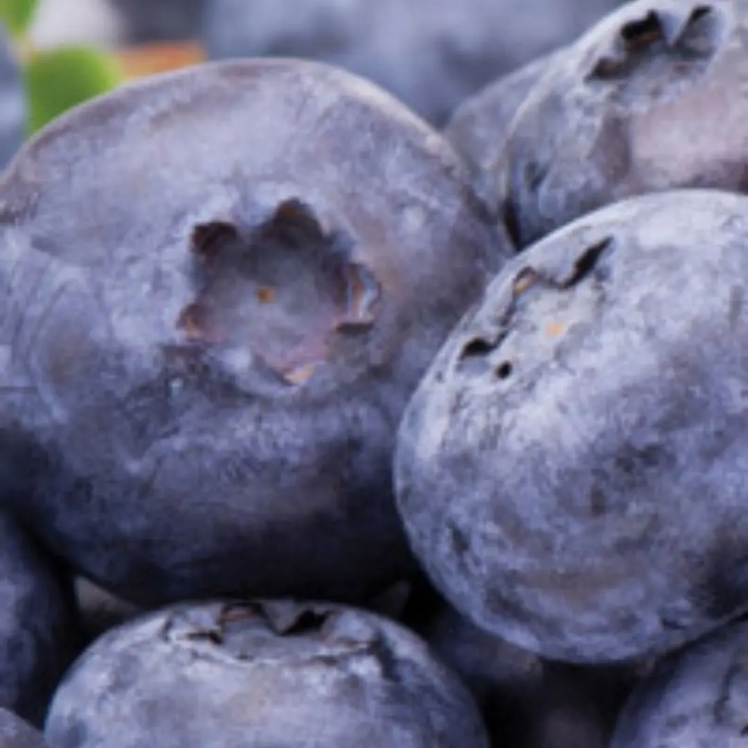 Fruit - Blueberry - World's Largest 1
