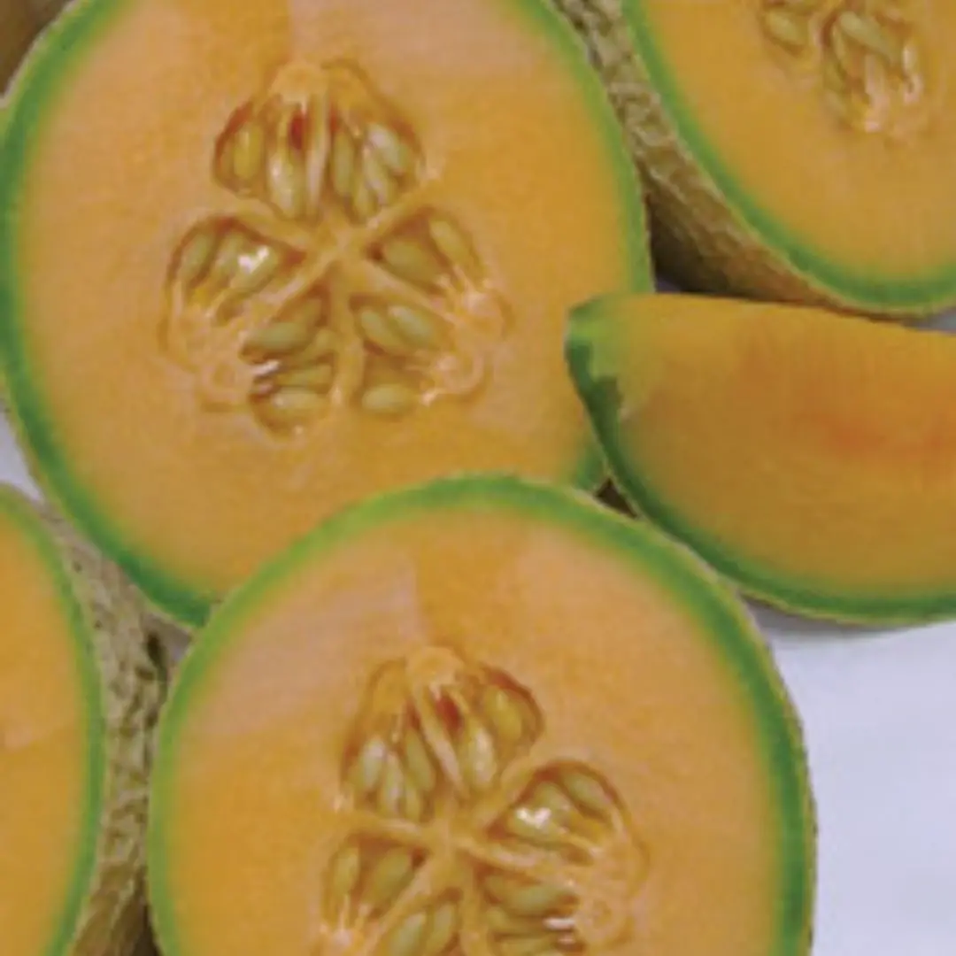 Fruit - Cantaloupe - Sugar Cube 1