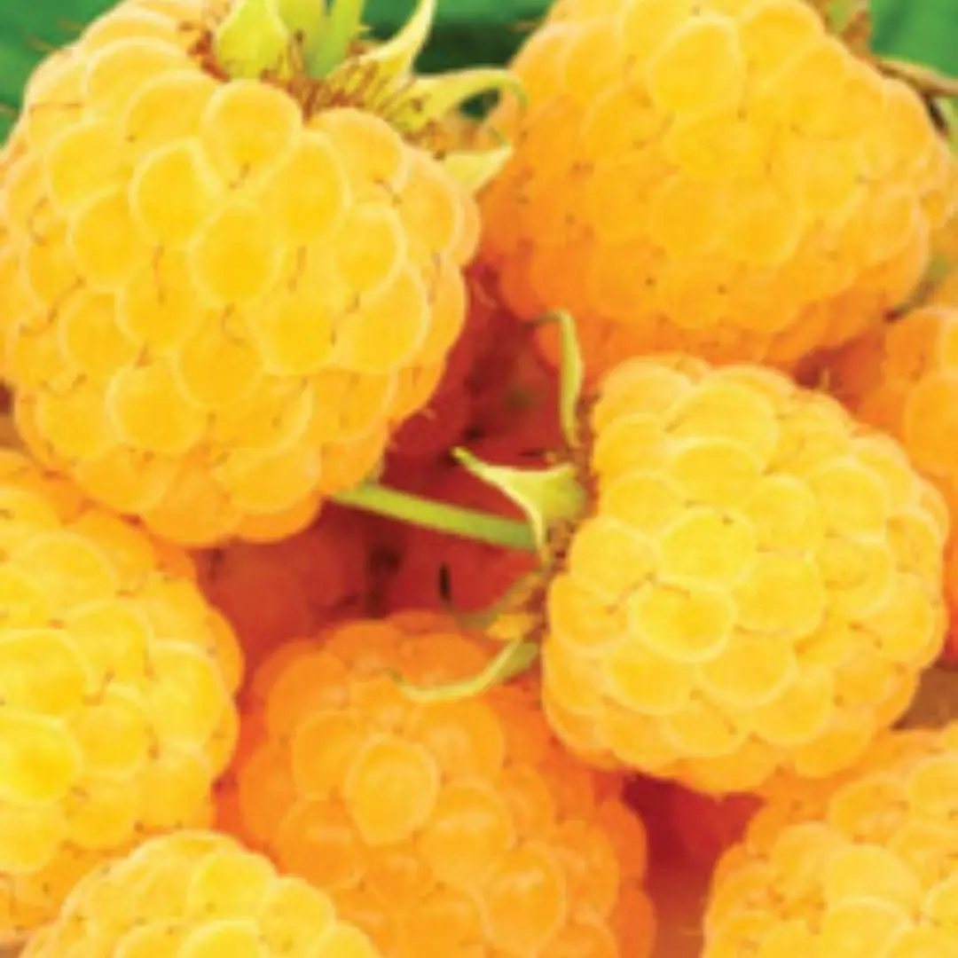 Fruit - Raspberry - Fall Gold 1