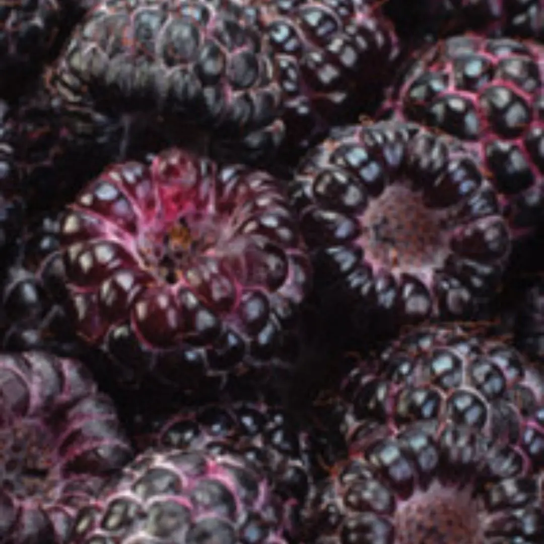 Fruit - Raspberry - Glencoe 1