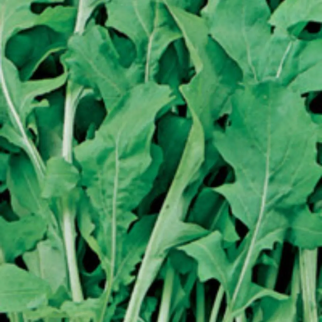 Veg - Lettuce - Arugula* 1