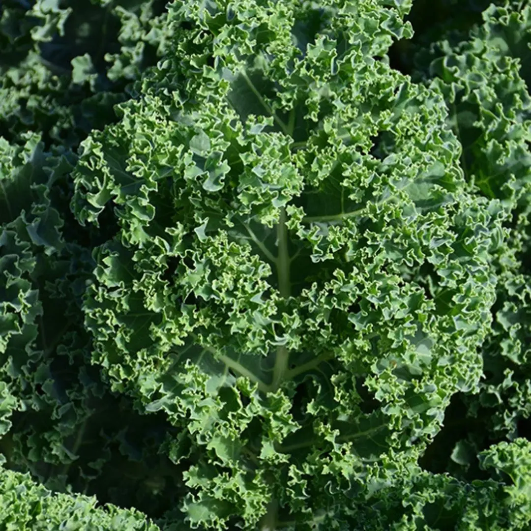 Veg - Lettuce - Kale 1