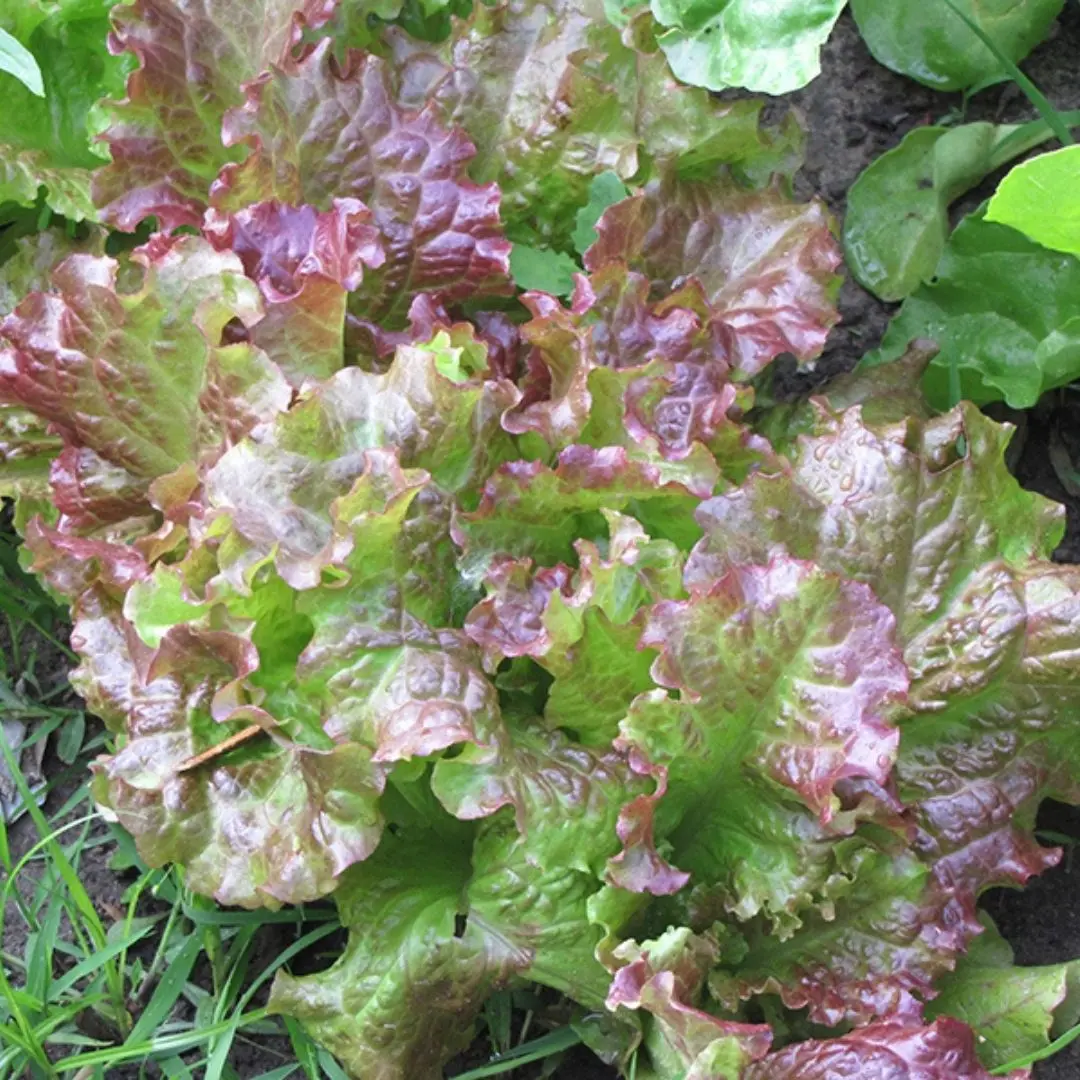Veg - Lettuce - Red Salad Bowl 1