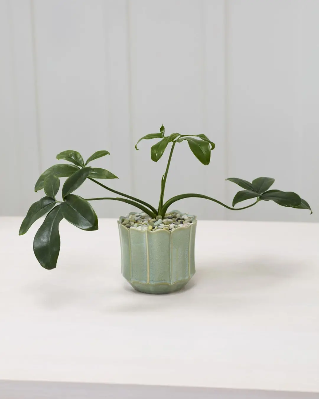 Everleaf Pot, 6" 1