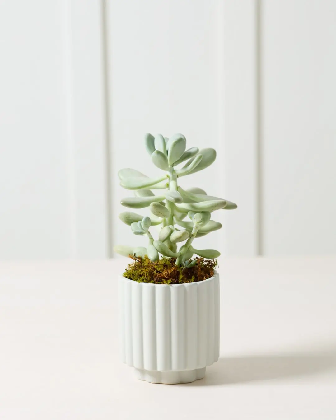 Carmen Pot, Light Blue 4" 1
