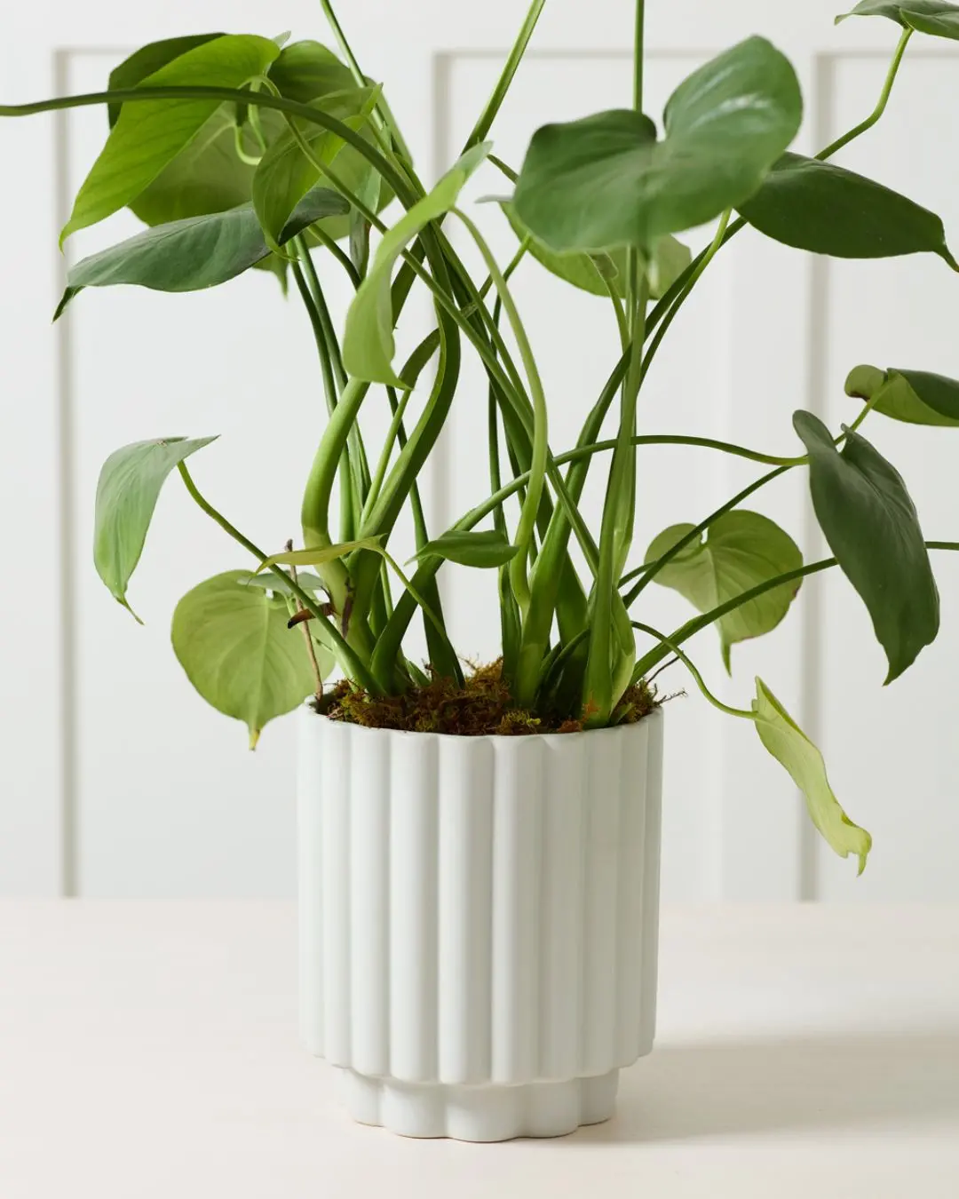 Carmen Pot, Light Blue 7" 1
