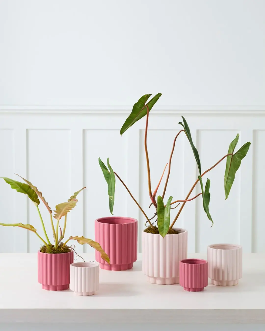 Carmen Pot, Light Pink 5" 1
