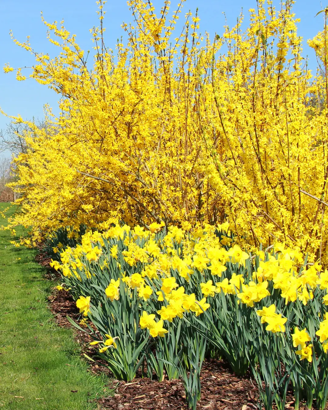 Forsythia Gold 'Lynwood' #4C 1