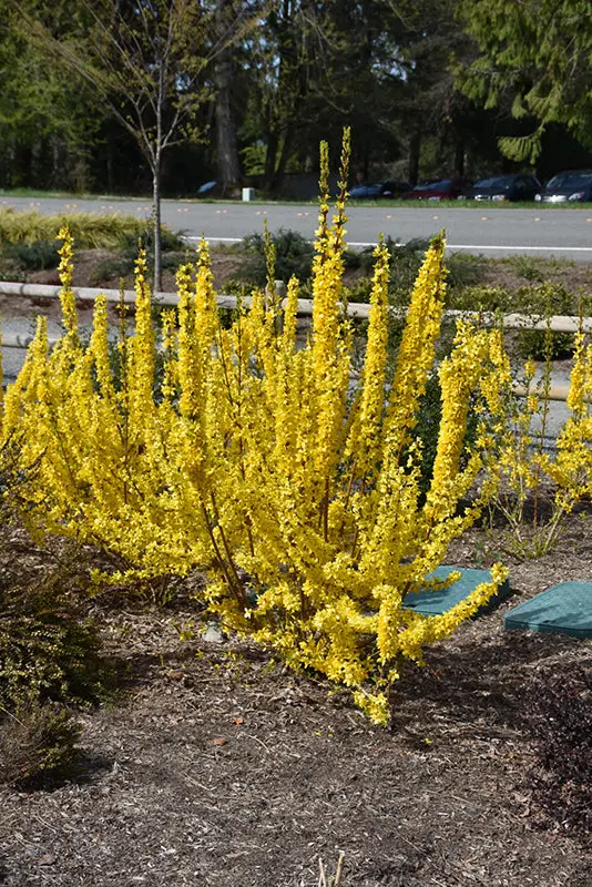 Forsythia Show Off Starlet® (Pw) 1