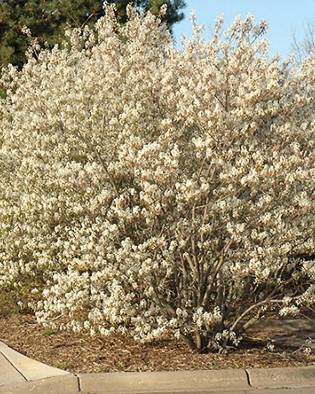 Amelanchier Canadensis (Serviceberry) *Tb* 1