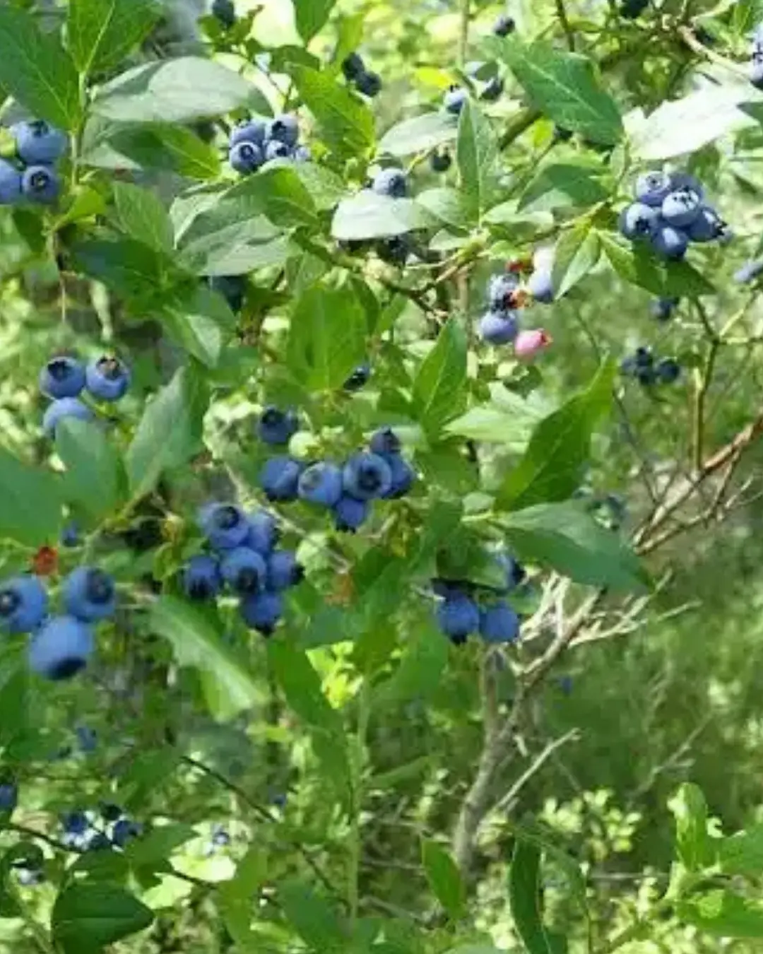 Vaccinium Corymbosum (Highbush Blueberry) *Tb* 1
