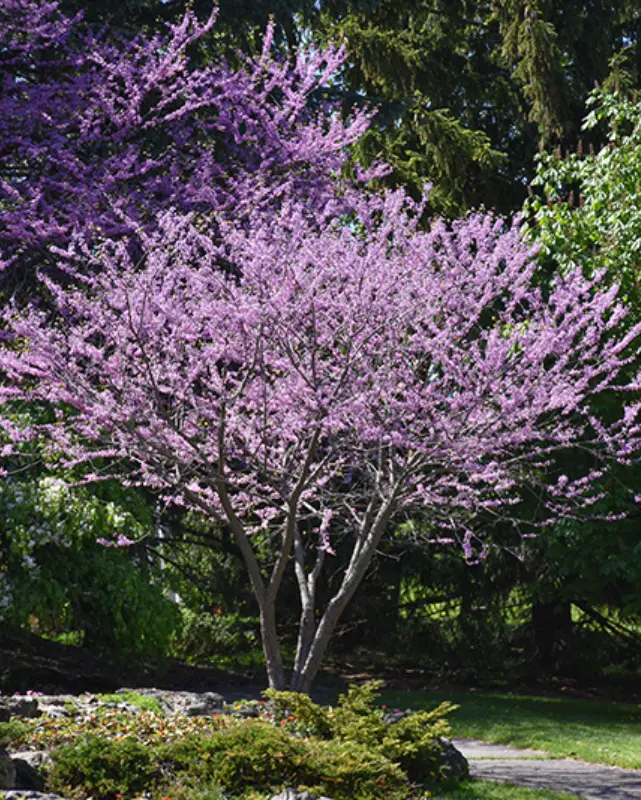 Cercis Canadensis (Eastern Redbud) *Tb* 1