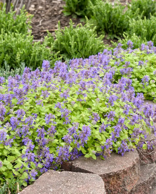 Nepeta 'Lemon Purrfection' (Pw) 1
