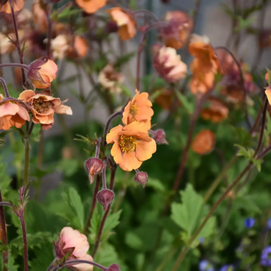 Geum Tempo™ 'Orange' 1