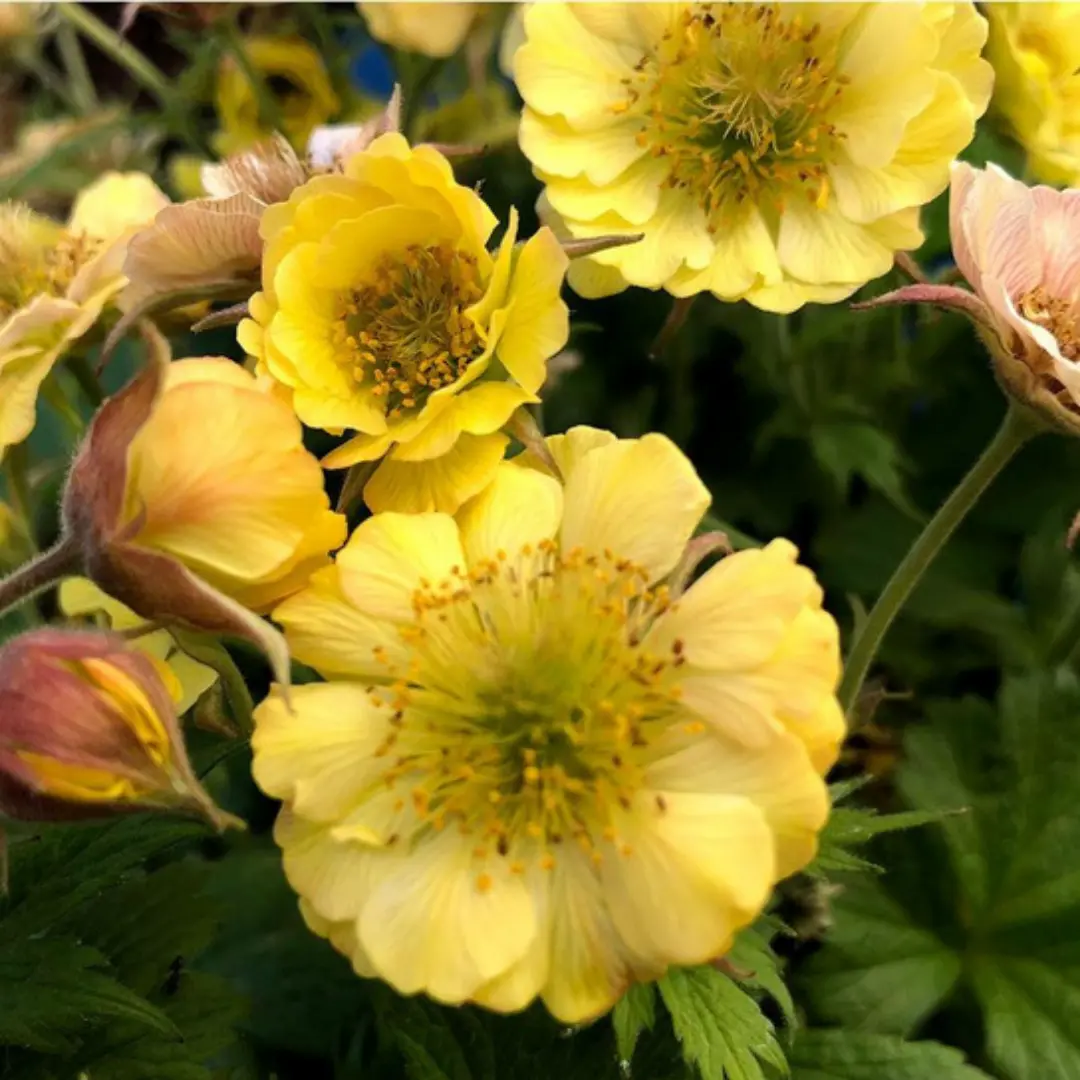 Geum Tempo™ 'Yellow' 1