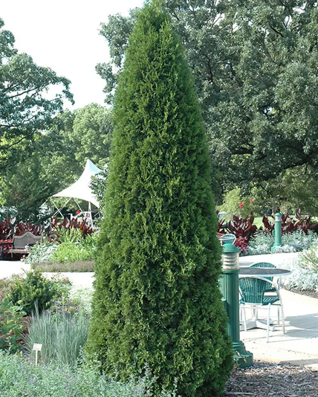 Thuja Emerald Green #3 1