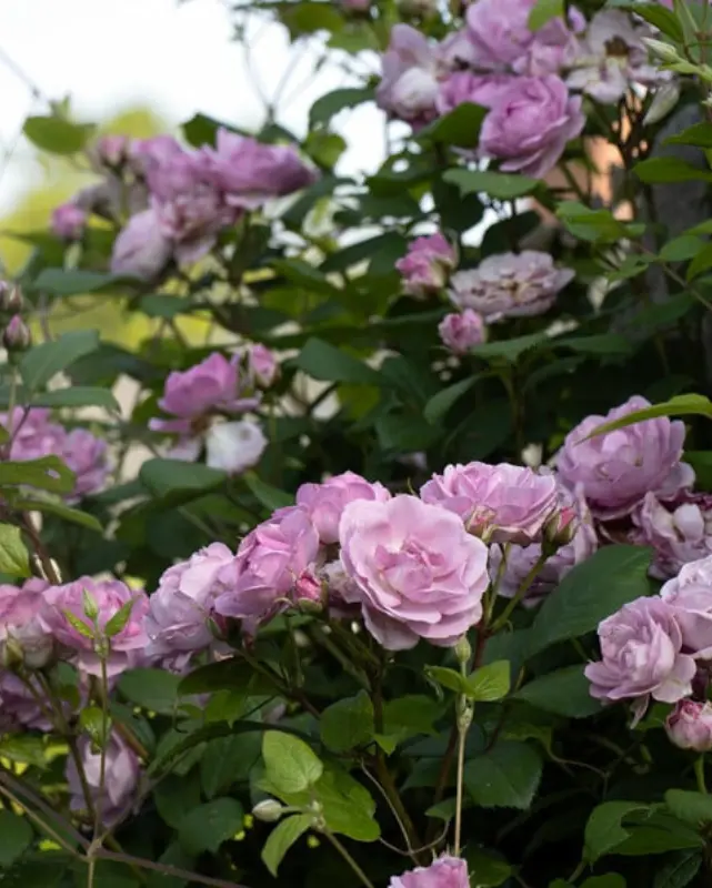 Rose Cl. Rise Up Lilac Days® 1