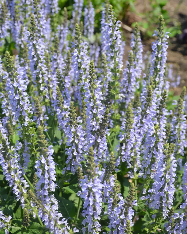 Salvia  Color Spires® Crystal Blue #2 1