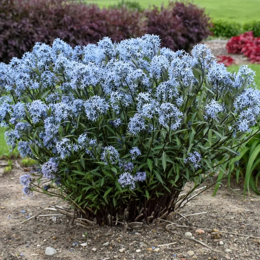 Amsonia Tabern. Storm Cloud Pw #1 1