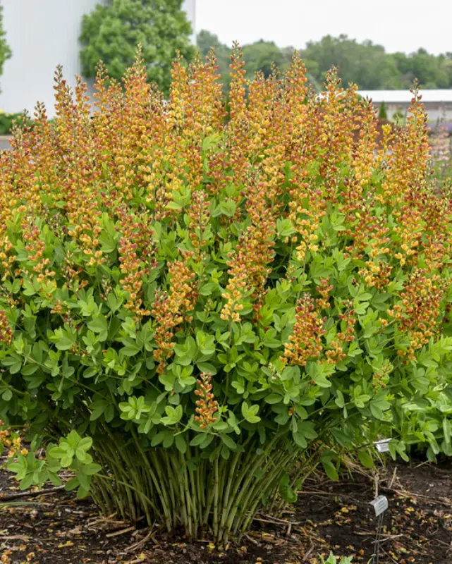 Baptisia Decadence® Cherries Jubilee #23907 Pw #2 1