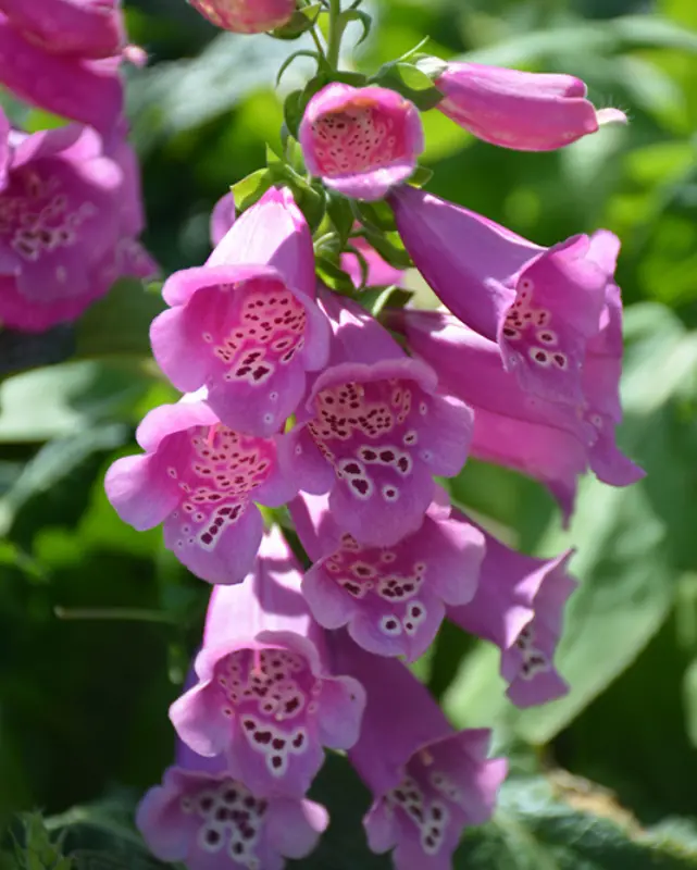 Digitalis Purpurea Camelot Rose #2 1