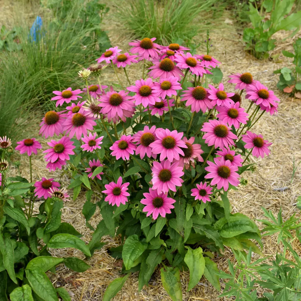 Echinacea Purpurea Powwow® Wild Berry 1