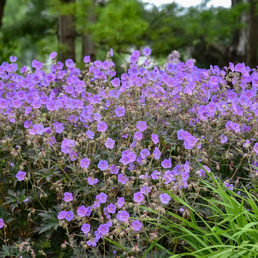 Geranium Pratense Boom Chocolatta Pw #2 1