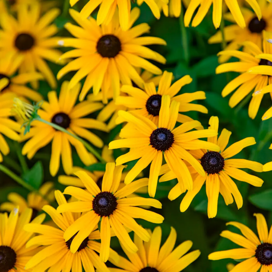 Rudbeckia Treasure Trove Pp36594 1