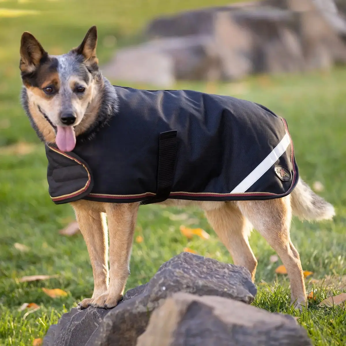 Winter Dog Coat - 180G Medium Weight - Waterproof & Breathable 12