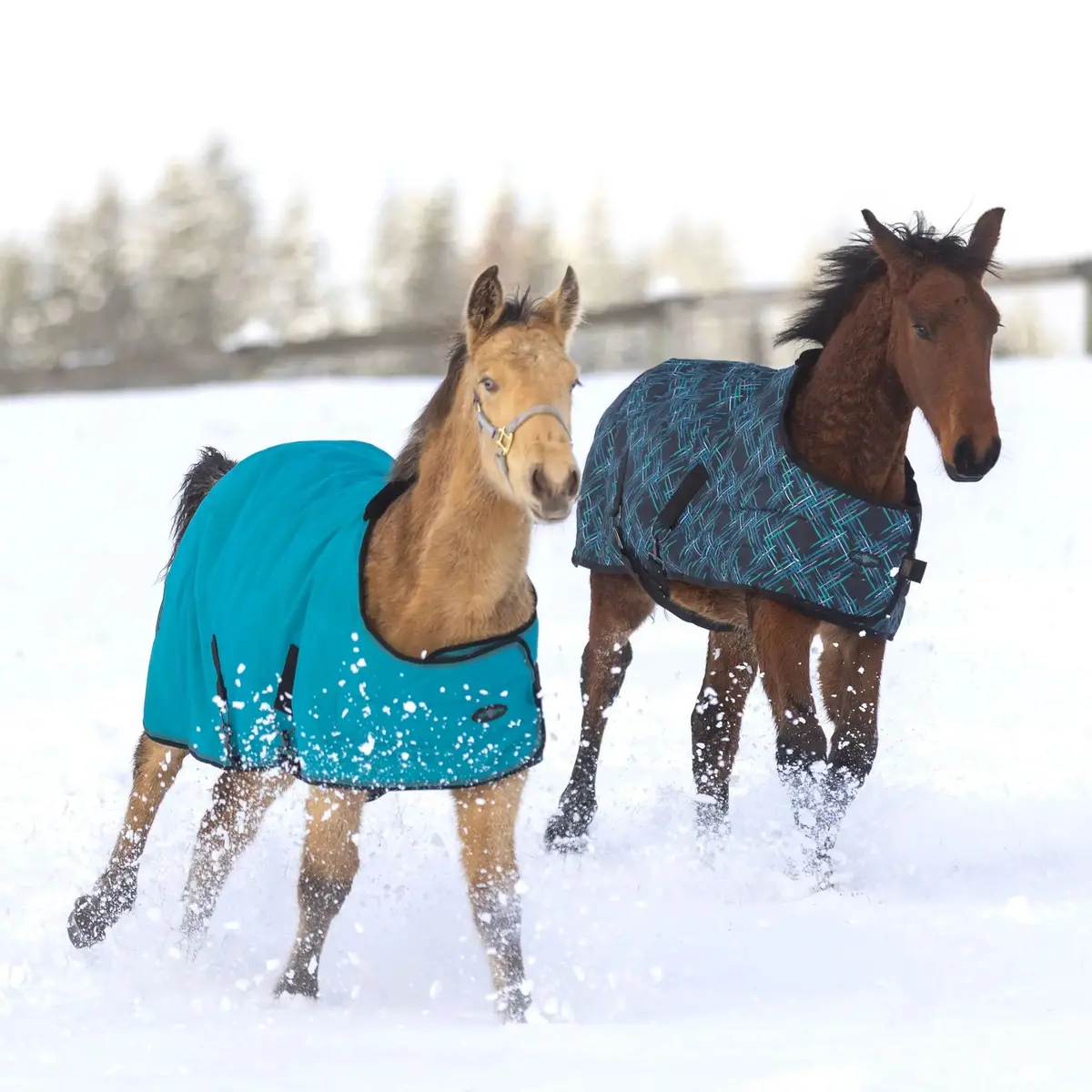 1200D Adjustable Weanling 180G Medium Weight Winter Turnout Blanket - Waterproof & Breathable 2