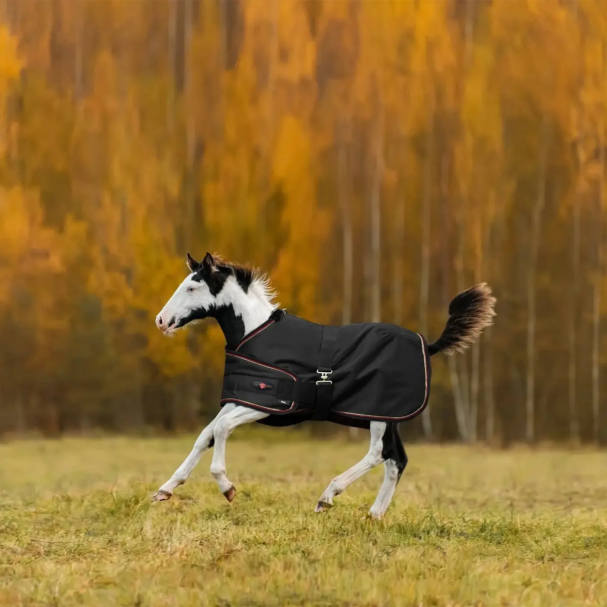 1200D Adjustable Foal 180G Medium Weight Winter Turnout Blanket - Waterproof & Breathable 4