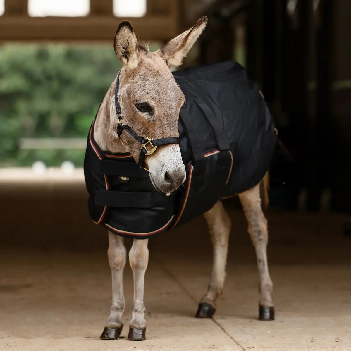 1200D Mini Donkey 300G Heavy Weight Winter Turnout Blanket - Waterproof & Breathable 4