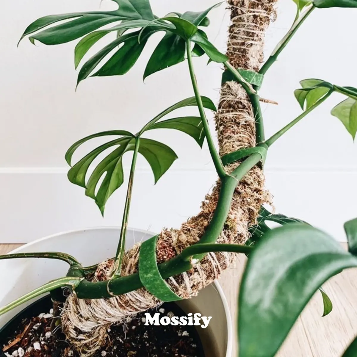 Mossify 16" Bendable Moss Pole 1