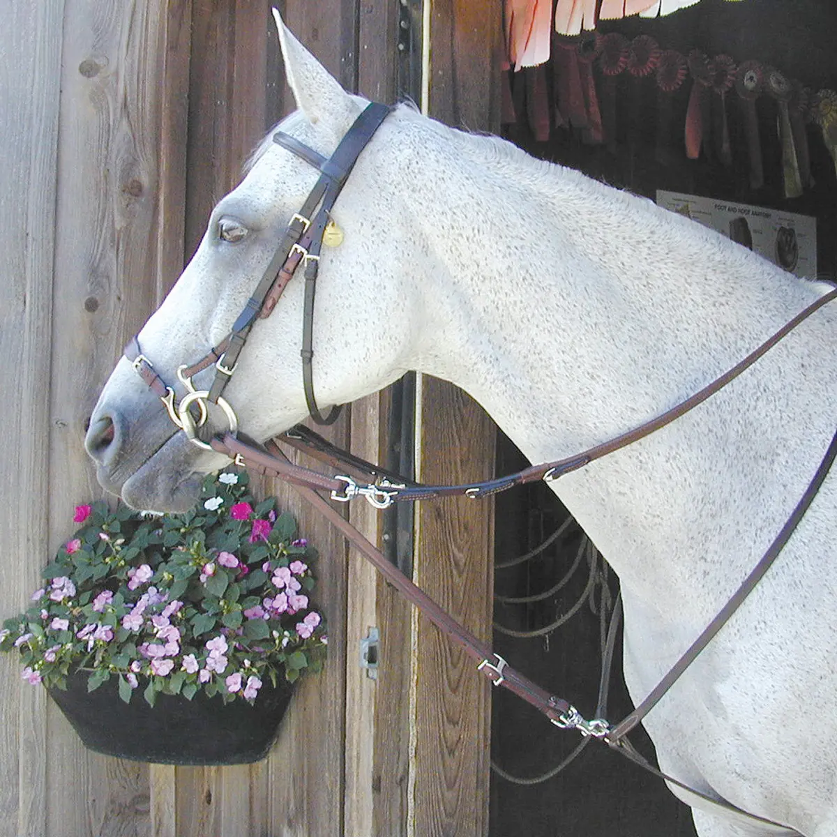 German Martingale Rein Set 1