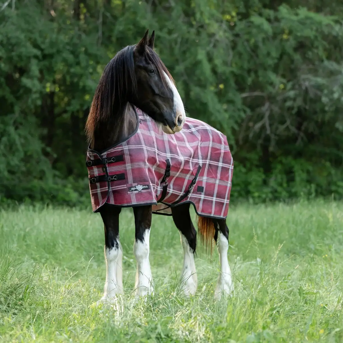 Draft Horse Protective Fly Sheet  - 73% Uv Protection 5