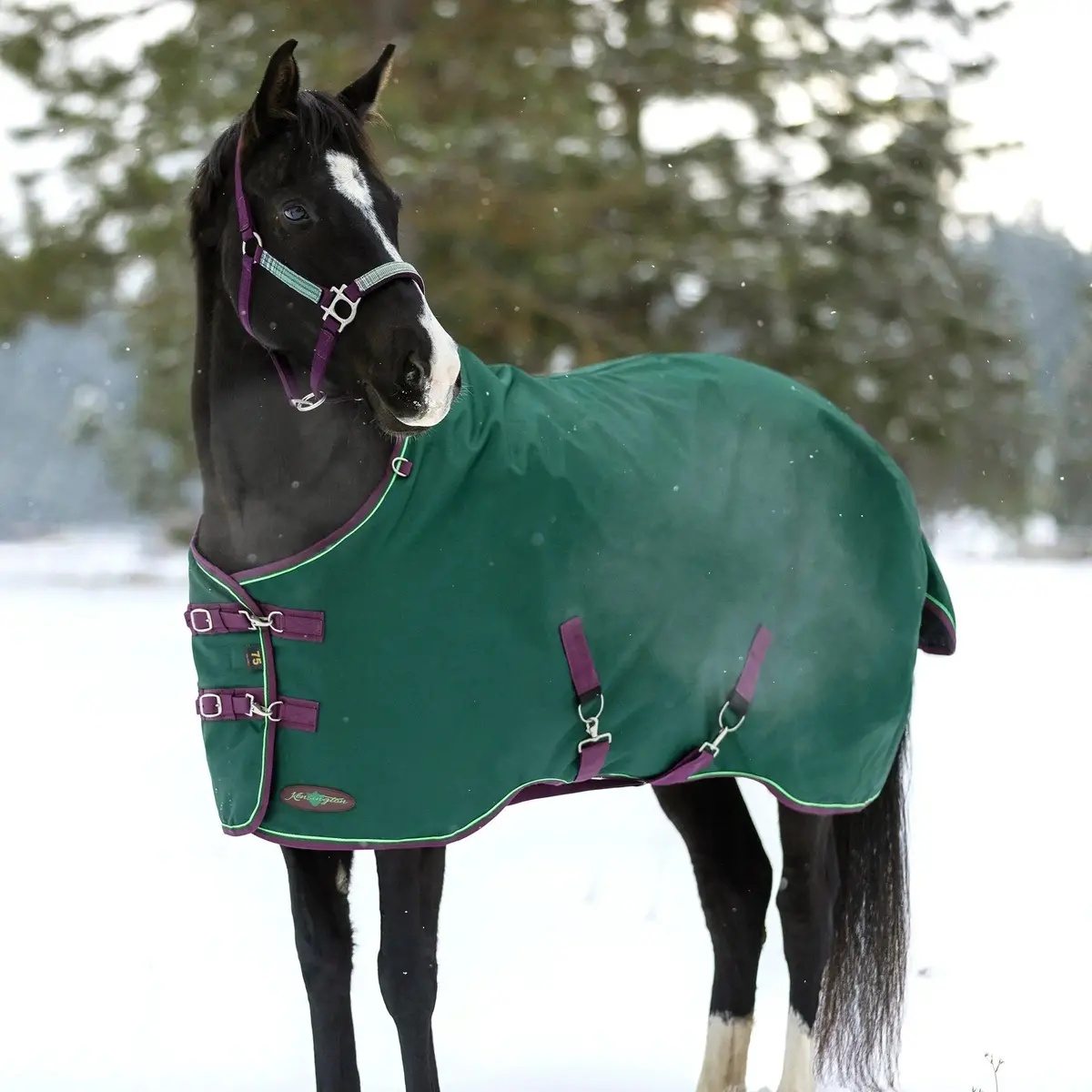 1200D Midweight 180G Horse Winter Turnout Blanket - Waterproof & Breathable 3