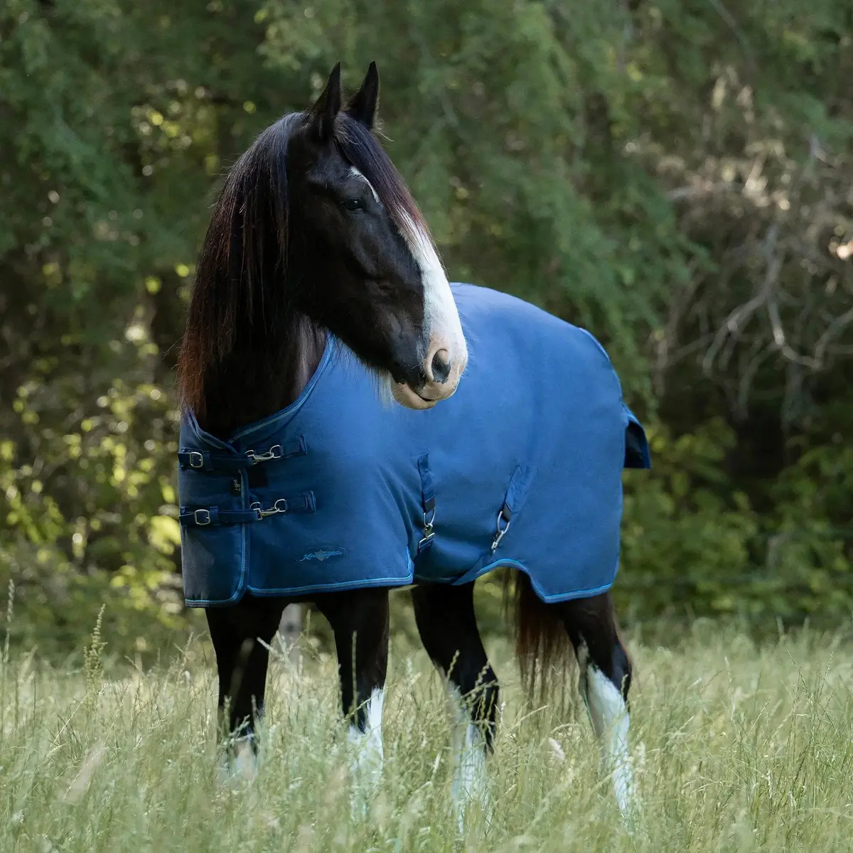 Draft Horse Lightweight 80G Winter Turnout Blanket - Waterproof & Breathable 1