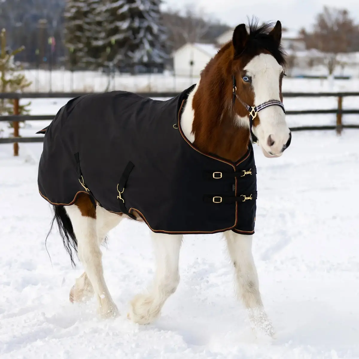 Draft Horse Heavyweight 300G Winter Turnout Blanket - Waterproof & Breathable 1